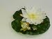 Apollo Water Lily with Frog - White