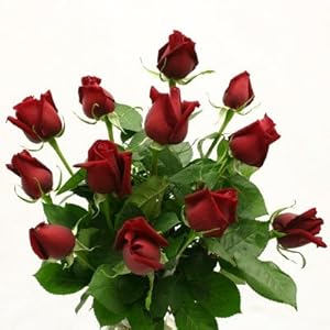 Falcon Farms Red Dozen Roses by FalconFarms 