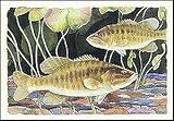 Smallmouth Bass by Paul Brent. Art Print Poster FRAME IT.. 15 inches width by 12 inches height. Highest Quality Art Poster Print
