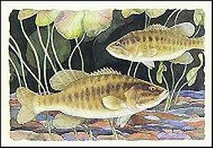 Smallmouth Bass by Paul Brent. Art Print Poster FRAME IT.. 15 inches width by 12 inches height. Highest Quality Art Poster Print