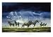 Storm Skittish, Art Poster by C Bone