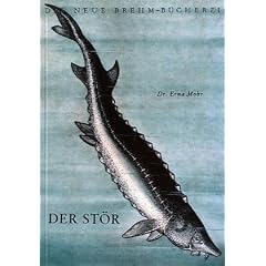 Der St�r