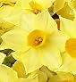 Flowers by Post - Narcissi