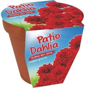TotalGreen PDC-006 76700602 Dahlia Flower Bulb-PATIO DAHLIA GROW KIT