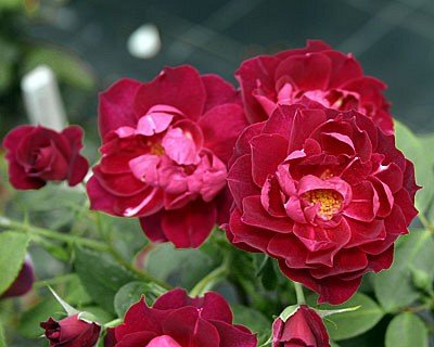 Strauchrose 