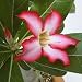Wüstenrose - Adenium obesum 5K