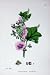 Botany Plants C1902 Tree Mallow Lavatera Arborea Flower