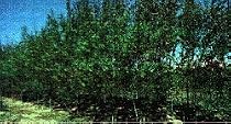 Ameri-Willow Tree