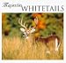 Book Majestic Whitetails