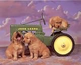 Golden Retrievers Puppies John Deere Cute Art Poster Print - 16 X 20