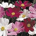 Sensation Cosmos Mix - Seed Packet