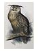 Eagle Owl, Lithographic Plate from 