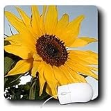 Flowers - Sunflower - Mouse Pads