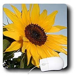 Flowers - Sunflower - Mouse Pads