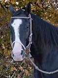 Mustang Braided Rope Breaking Hackamore