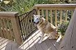 Cardinal Gates Stairway Special Gate, Black
