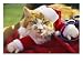 Pet Cat Dressed as Santa Claus during a Halloween Celebration, Cats & Kittens Photographic Poster Print by Richard Nowitz, 24x18