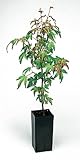 Green Leaf Maple