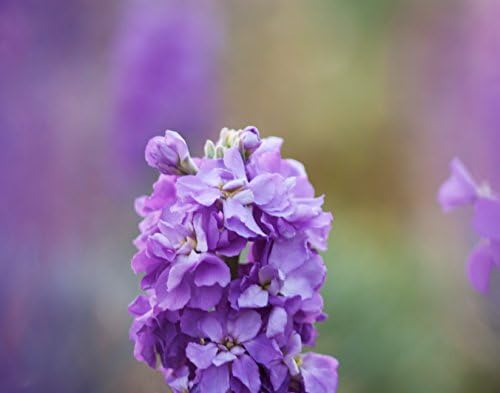 Purple flower in bloom Fine Art Photography Print