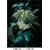 APPLESEED [DVD]