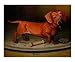 Brownie Animals Giclee Poster Print by Doug Strickland, 20x16
