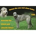 Metall - Warnschild Irish Wolfhound, Irischer Wolfshund