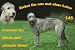 Garten & Freizeit : Metall - Warnschild Irish Wolfhound, Irischer Wolfshund