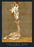 Giraffen - First Kiss (Rothchild s Giraffes) Poster (91 x 61cm)