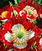 Danish Flag Afghan Poppy 250 Seeds - Papaver Somniferum