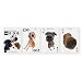 The Dog Playing Cards