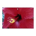 Gallery Wrapped Into The Hibiscus by Kurt Shaffer - (14 X 19")
