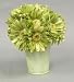 African Gerbera Daisy - Green Yellow - in Pot 8.5