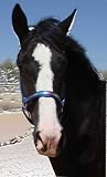 Rainbow Gator Horse Adjustable Halter with snap - Blue
