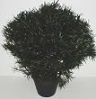 26" INDOOR / OUTDOOR Deluxe Podocarpus Plant