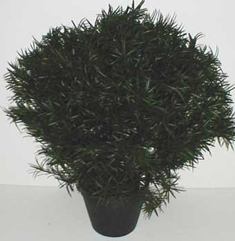 26" INDOOR / OUTDOOR Deluxe Podocarpus Plant