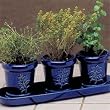 French Herb Garden