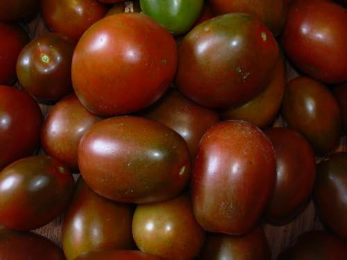 Black Plum Heirloom Tomato 20 Seeds from TomatoBob - FREE Shipping, Non-GMO, Open-pollinated