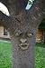 Smiley Tree Face