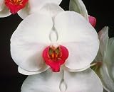 PHALAENOPSIS ORCHID PLANT - Dtps Achy Breaky Heart 'Mendenhall' x Dtps City Girl 'Madonna'