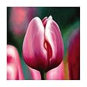 Lynn 1038 Original Hand-Painted Oil on Canvas by Carl Sebastian - 32x32"