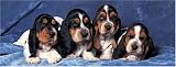 Basset Hound 1000 Piece Panorama Jigsaw Puzzle (07)