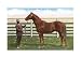 Man O'War, The Wonder Horse Art Poster Print, 17x11