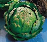 Artichoke Seeds - Artichoke Imperial Star Seeds