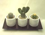 第一花壇　”あさぎ”　サボテンセット