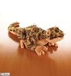 Webkinz Leopard Lizard