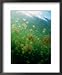 Jellyfish (Scyphozoa), Palau Lonely Planet Collection Framed Art Poster Print by Mich...