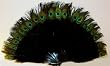 Black Marabou Feather Fan with Peacock Tips