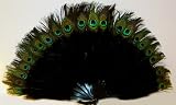 Black Marabou Feather Fan with Peacock Tips
