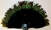 Black Marabou Feather Fan with Peacock Tips