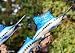 Taxidermy Fiberglass Sailfish Marlin Sculpture 3 Fish